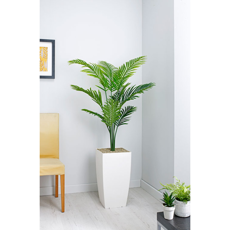 Product Image 1 - PARADISE PALM PLANT