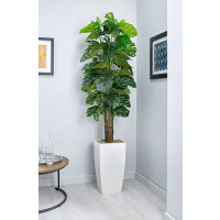 CHEESE PLANT ON POLE