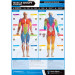 POSTERFIT MUSCLE GROUPS & EXERCISE CHART